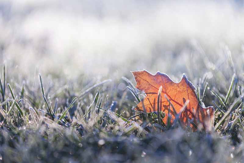 冬天,叶子,霜,有包装的,留白,水平画幅,无人,户外,草