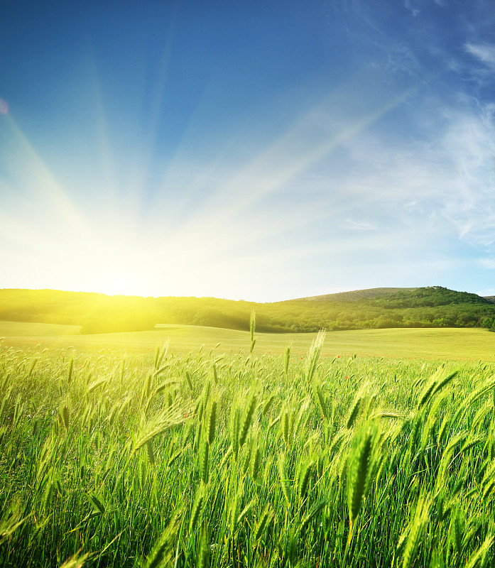 小麦,草地,田地,农场,谷类,日光,天空,绿色,太阳,垂直画幅