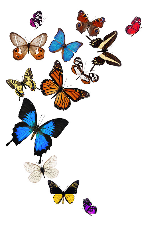 蝴蝶,多色的,自然,垂直画幅,美,白色背景,背景分离,黑色,自然美,三只动物