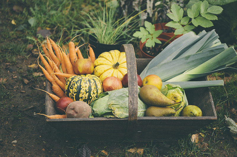 篮子,蔬菜,清新,有机食品,木制,充满的,社区菜园,菜园,农作物,韭