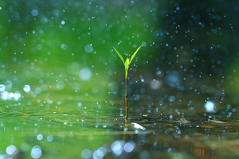 草,雨,清新,大特写,绿色,露水,环境,水,六月,水平画幅