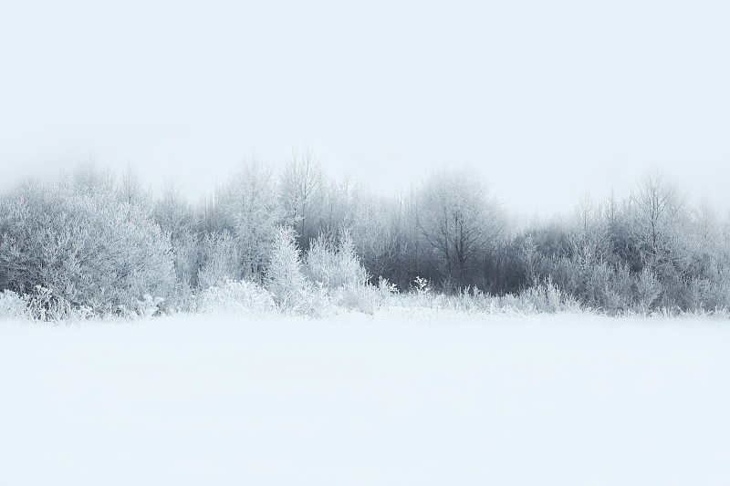 雪,森林,地形,冬天,自然美,有包装的,大风雪,雾,地平线,非都市风光