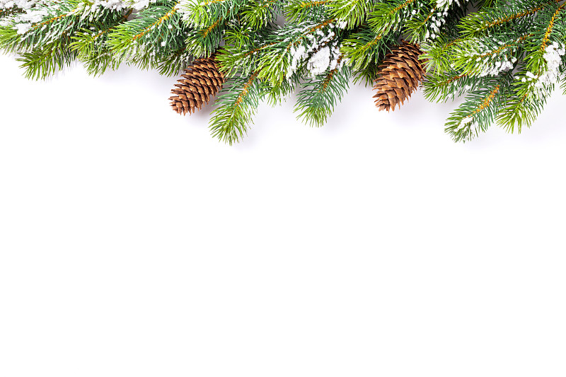 枝,松果,雪,松木,松树,杉树,圣诞树,边框,背景分离