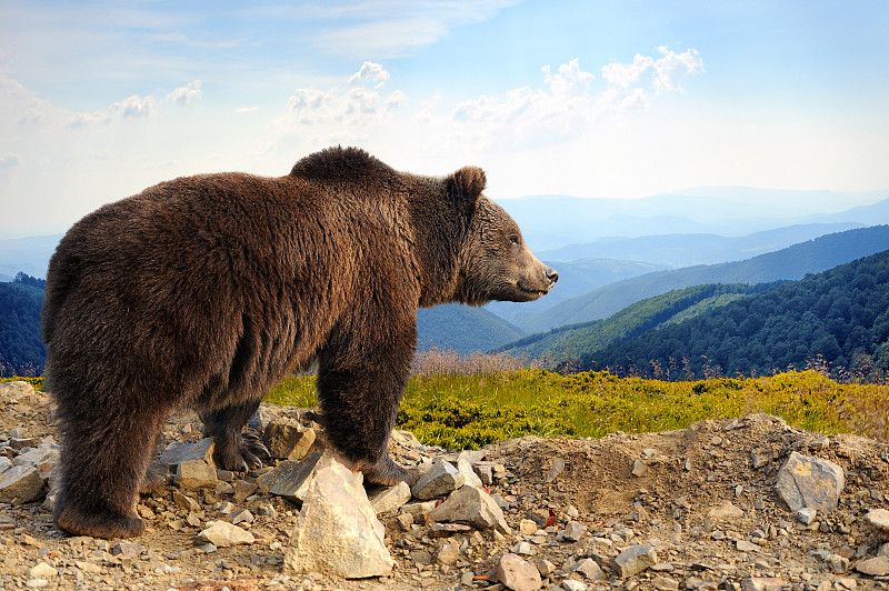 棕熊,阿拉斯加,熊,野生动物,动物,小熊,针叶林,自然,褐色,水平画幅