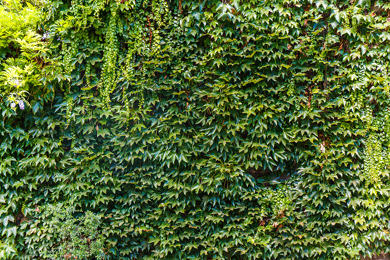 墙,绿色,直立式花园,水平画幅,枝繁叶茂,无人,特写,植物,彩色图片