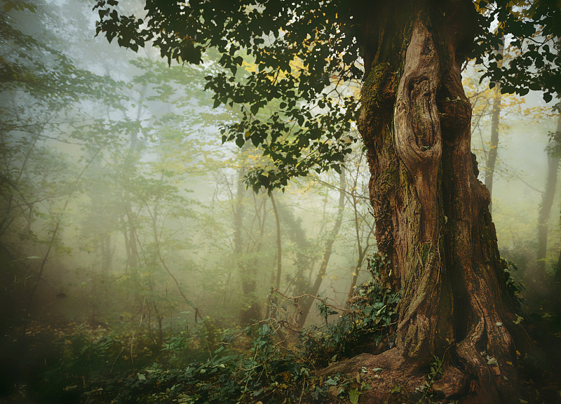 森林,雾,古老的,树干,植物表皮,苔藓,根部,秘密,巴斯克地区,水平画幅