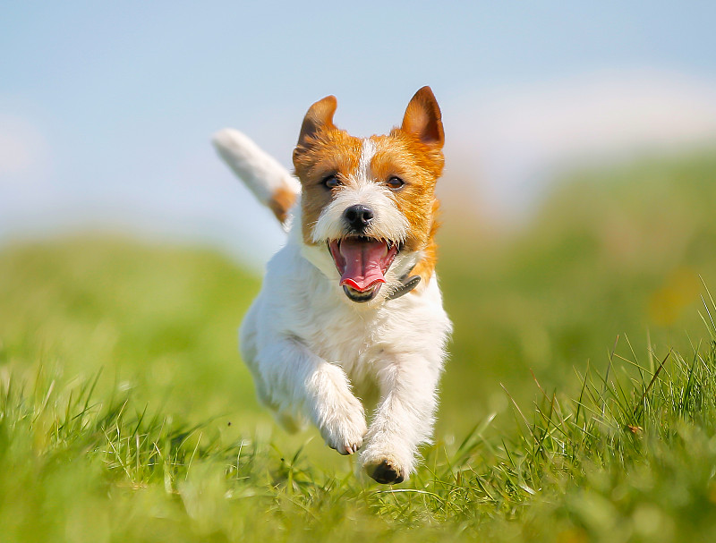 杰克拉瑟短腿犬,狗,宠物,户外,草,春天,可爱的,动物,幸福,自然