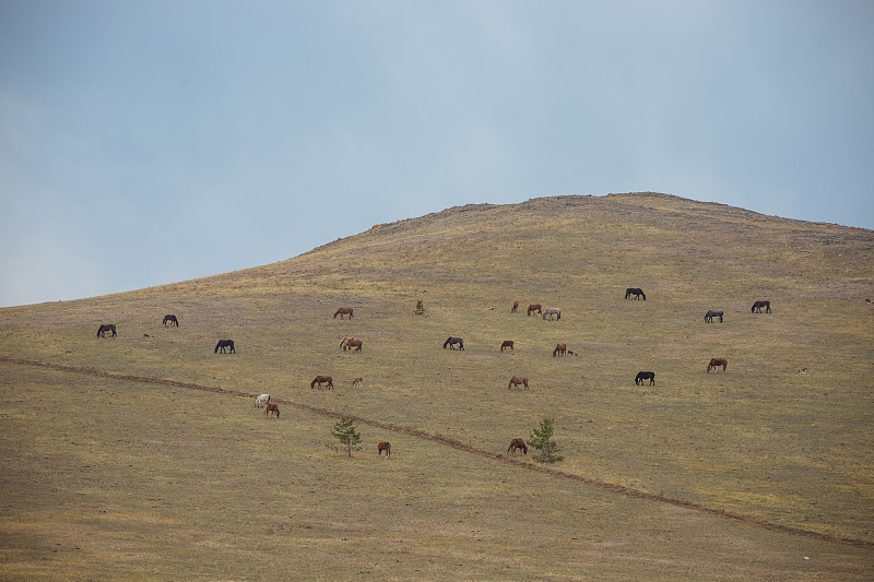 山,马,食草,野生植物,内蒙古自治区,母马,水平画幅,无人,放牧,生长