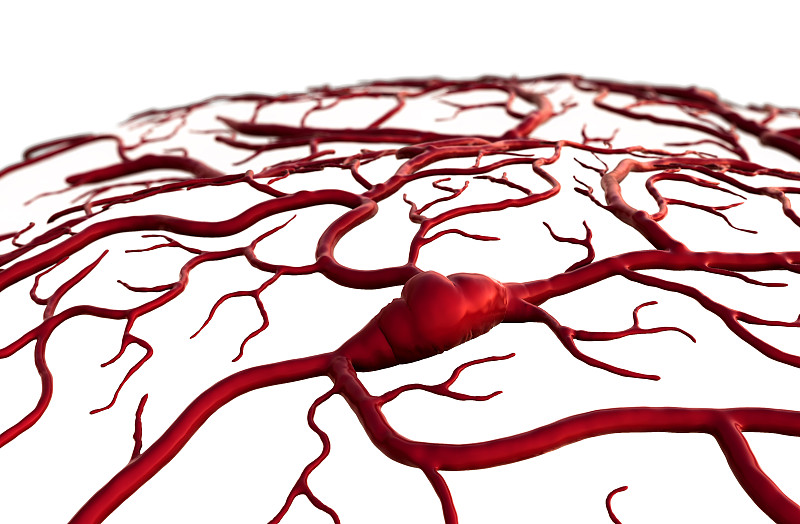 血管,血凝结,静脉,动脉,心血管系统,毛细血管,脑部,小脑,脑肿瘤