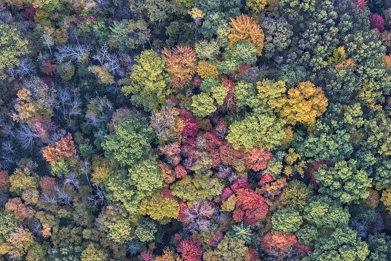 在上面,秋天,自然,黄金,水平画幅,绿色,枝繁叶茂,无人,抽象,纽约州