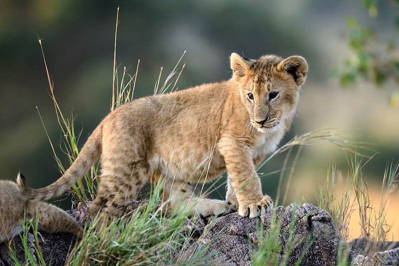 小狮子,非洲,肯尼亚,自然,野生动物,水平画幅,无人,猫科动物,哺乳纲,幼兽