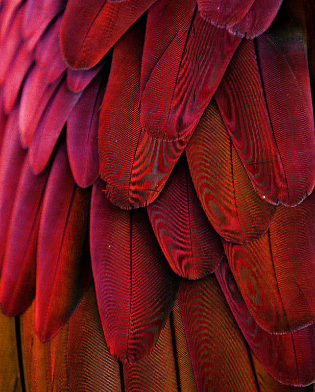 翎毛,红色,黄色,鹦鹉,金刚鹦鹉,自然,垂直画幅,式样,橙色,无人