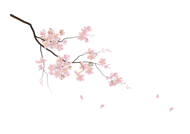 枝,樱花,粉色,水彩画,看,花朵,花瓣,花头,水彩颜料,水彩画颜料