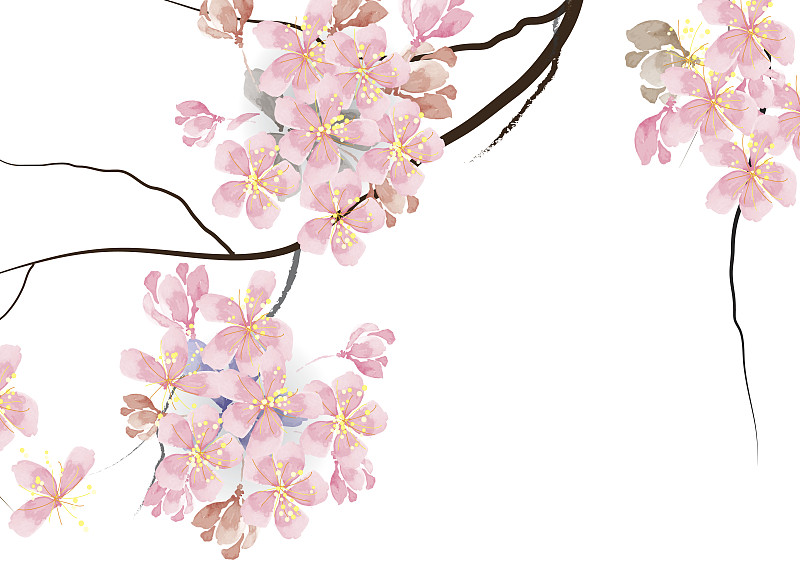 樱花,枝,粉色,看,水彩画,水彩颜料,花瓣,水彩画颜料,日本,花朵