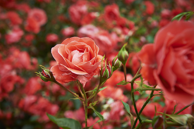 玫瑰,花蕾,玫瑰公园,花坛,理想工作,园林,庭院,粉色,选择对焦,水平画幅