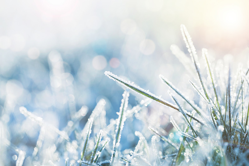 冬天,留白,早晨,草坪,草,明亮,刀刃草,冰晶,白色,植物学