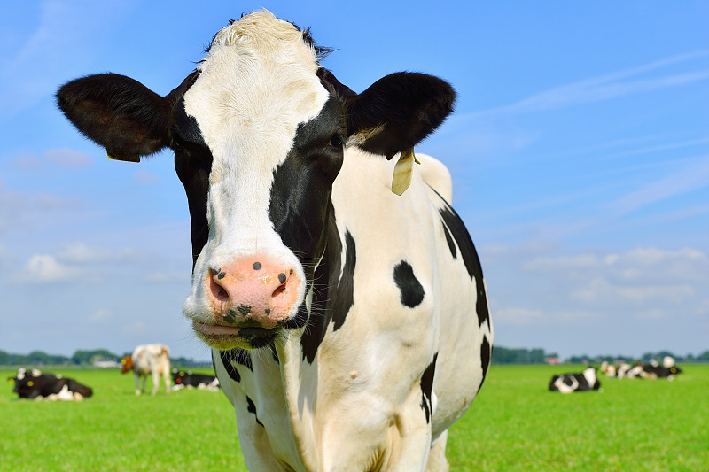 母牛,草地,荷尔斯泰因,弗里斯兰奶牛,乳牛,乳牛场,食草,牛,田地,天空
