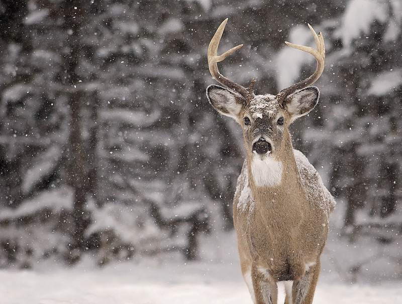 雄鹿,白尾鹿,机敏,褐色,水平画幅,雪,牛皮,巨大的,野外动物,户外
