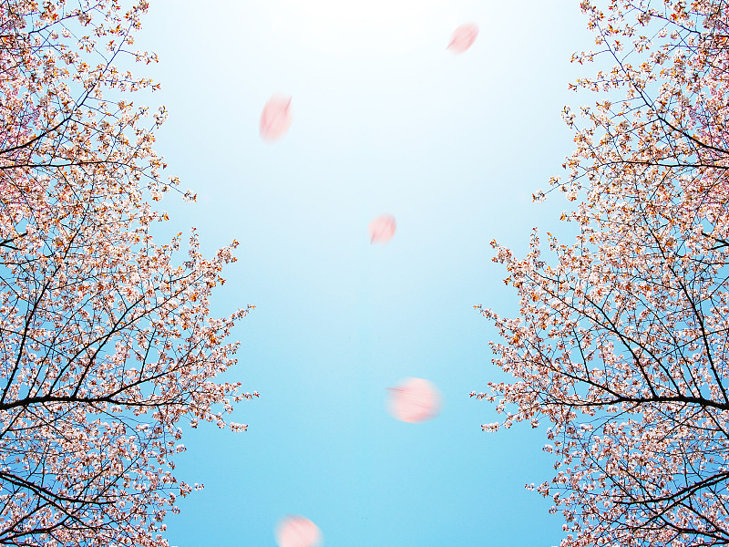 Cherry　blossoms