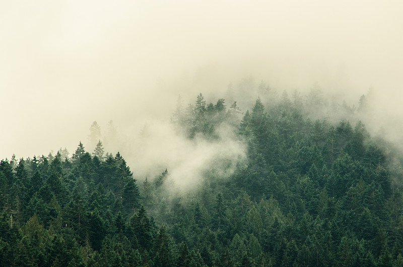 雾,美国西北太平洋地区,树冠,华盛顿州,山脉,森林,云景,山,奥林匹克山,地形