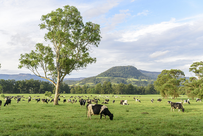 新南威尔士,乳牛,兽群,澳大利亚,水平画幅,无人,澳大拉西亚,户外,乳牛场,牛