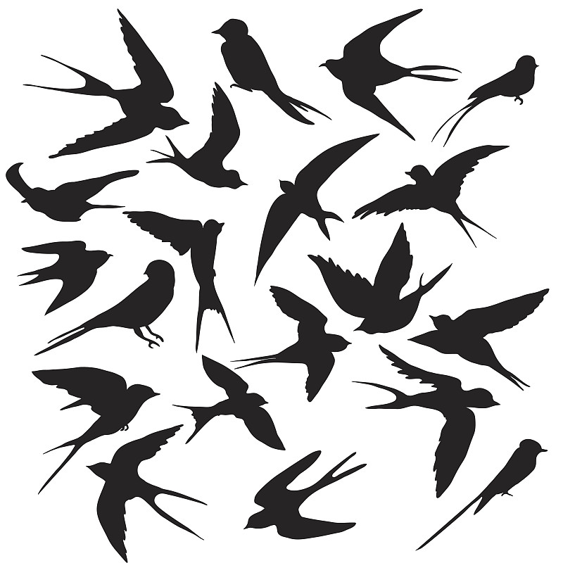 鸟类,多样,风,优美,绘画插图,动物身体部位,野外动物,计算机制图,计算机图形学,卡通