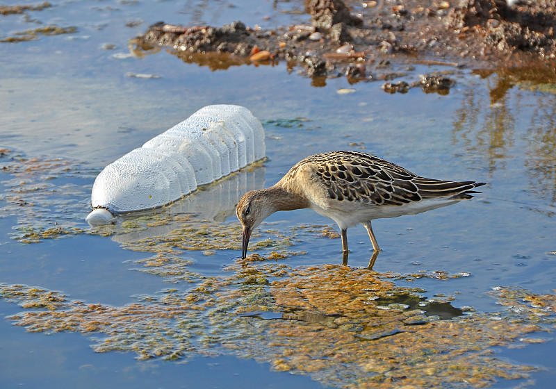 水禽,瓶子,塑胶,水瓶,水平画幅,无人,鸟类,泥土,动物习性,野外动物
