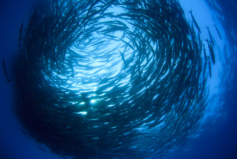 梭鱼类,群,鱼群,鲔鱼,诗巴丹岛,鲭鱼,在下面,水,水平画幅,水肺潜水