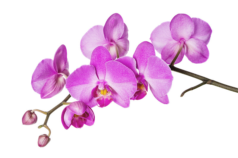 兰花,白色,紫色,粉色,蝴蝶兰,水平画幅,无人,特写,花蕾,植物