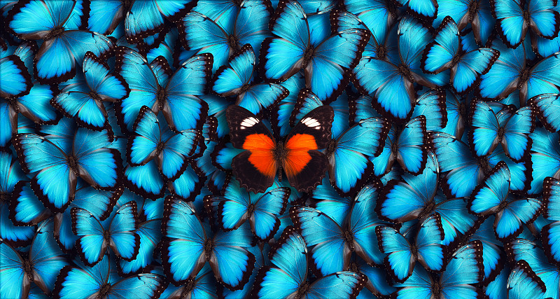 蝴蝶,全景,蓝色,背景,鳞翅类,动物群,自然纹理,与众不同,昆虫,绿松石色