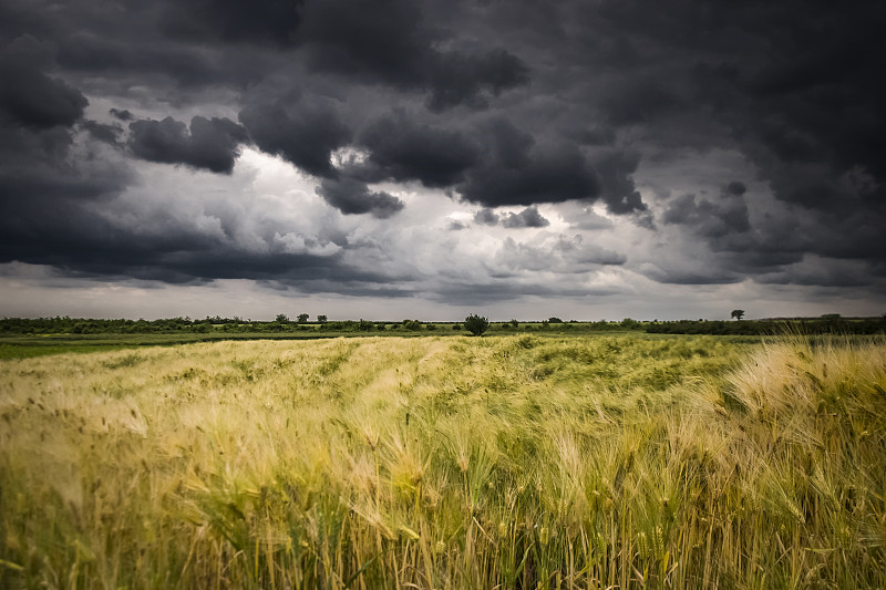 小麦,田地,前面,暴风雨,积雨云,乌云,暗色,灰色,地形,水平画幅
