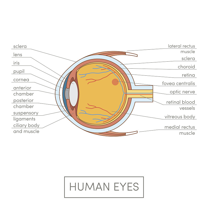 人的眼睛,神经系统,韧带,角膜,绘画插图,人类肌肉,视网膜,计算机制图,计算机图形学