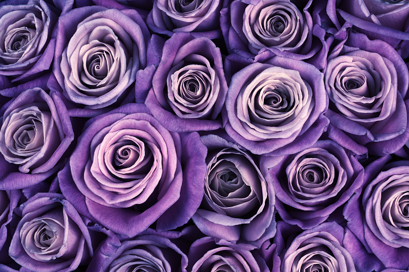 玫瑰,背景,紫色,式样,水平画幅,无人,浪漫,夏天,特写,阶调图片