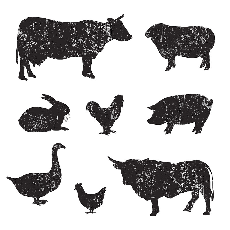 牲畜,动物手,绘画插图,动物身体部位,兔子,摇滚乐,肉,哺乳纲,白色,尾巴
