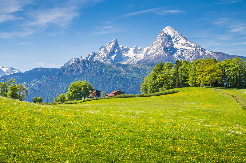 仅一朵花,草地,绿色,地形,阿尔卑斯山脉,天空,雪,夏天,草,上巴伐利亚