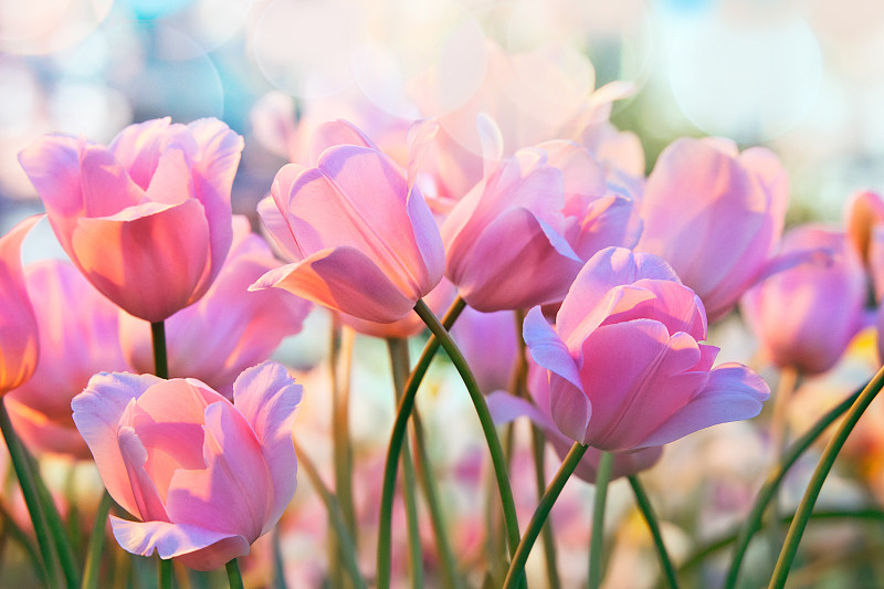 郁金香,开花时间间隔,花朵,花蕾,花束,粉色,柔和色,春天,温室,散焦