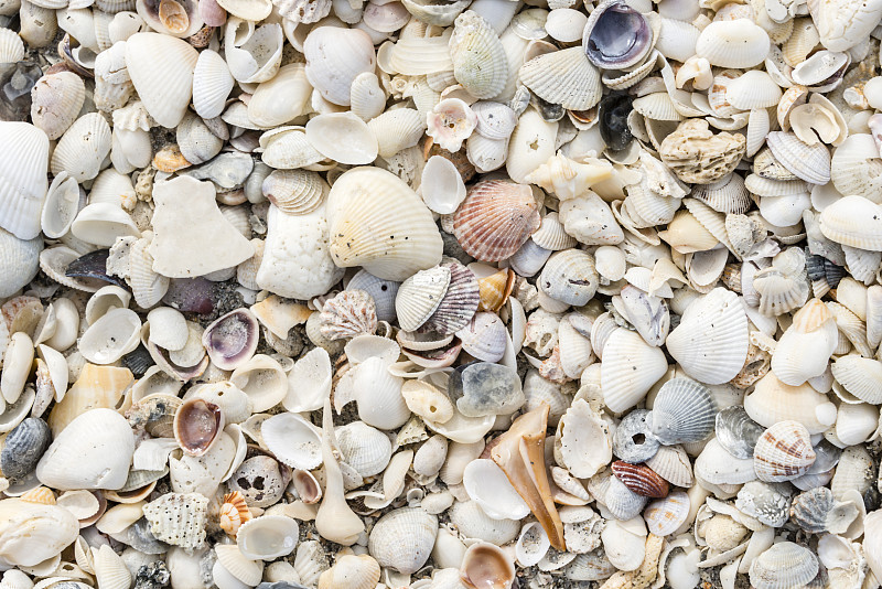 贝壳,海滩,多样,赛尼贝岛,沙子,蛤,贻贝,水平画幅,无人,软体动物