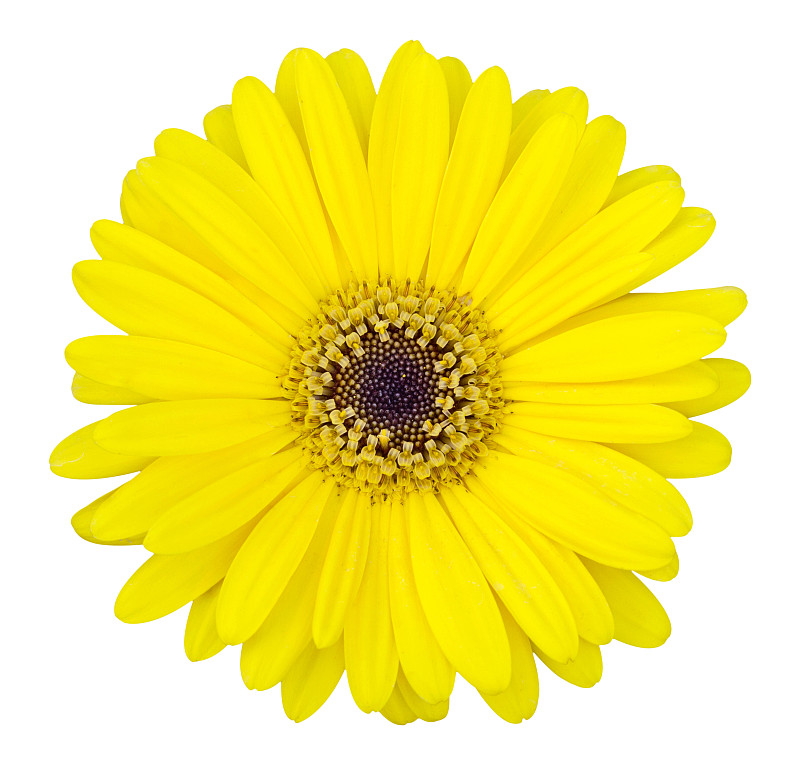仅一朵花,白色,非洲雏菊,黄色,分离着色,正面视角,美,水平画幅,无人,特写