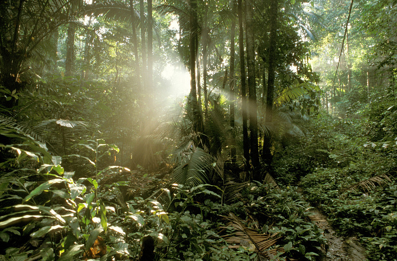 马来西亚,原生林,热带雨林,林间空地,雨林,特奥曼岛,水平画幅,形状,无人,户外