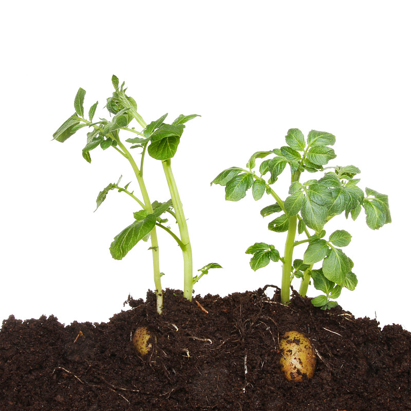 马铃薯,泥土,植物群,堆肥,根部,无人,方形画幅,根茎类蔬菜,白色,植物