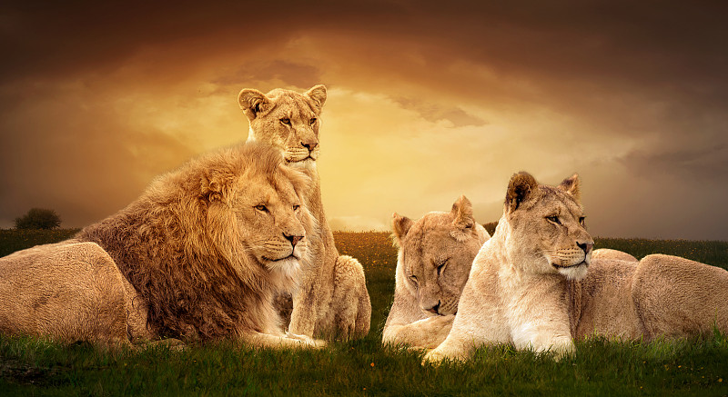 狮群,狮子,野生猫科动物,野生动物,水平画幅,无人,猫科动物,非洲,野外动物,雄性动物
