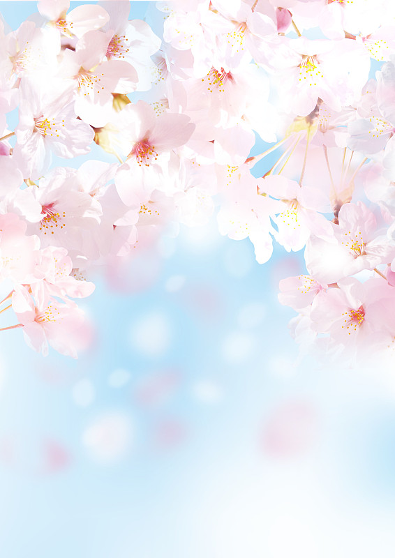 樱之花,快乐,垂直画幅,美,可爱的,无人,绘画插图,日本,自然美,3到4个月