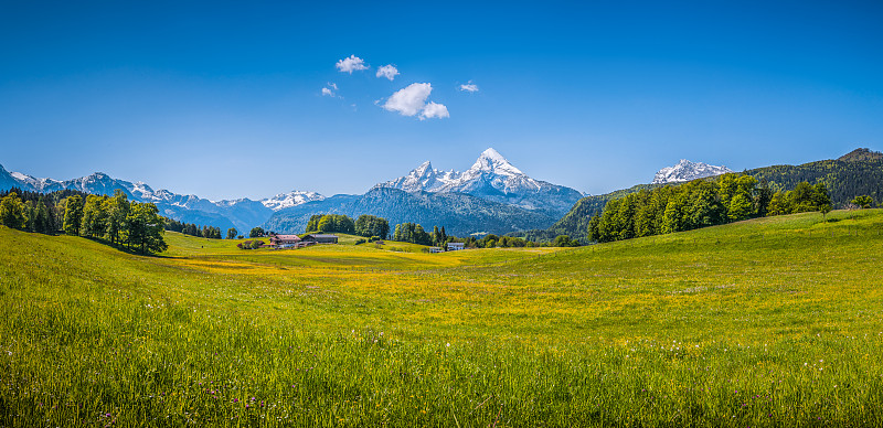 草地,阿尔卑斯山脉,地形,仅一朵花,绿色,奥地利,瓦茨曼山,贝希特斯加登地区,瑞士,全景