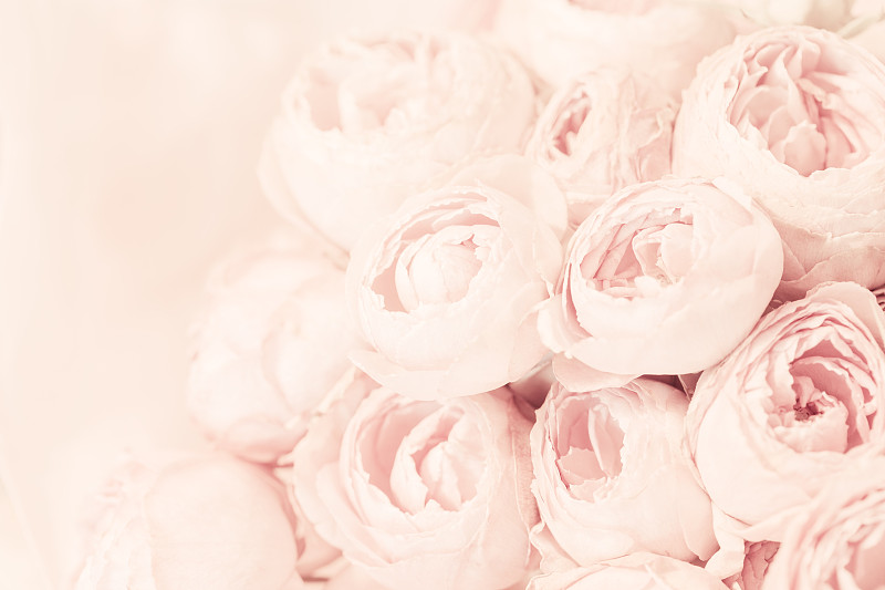 牡丹,玫瑰,粉色,花束,柔和色,柔和,高雅,美,留白,水平画幅