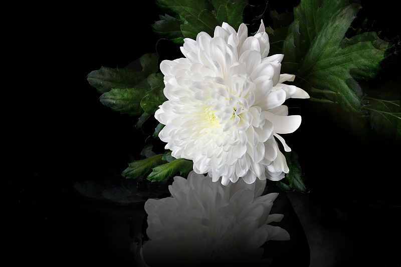 仅一朵花,白色,菊花,美,芳香的,水平画幅,无人,户外,特写,明亮