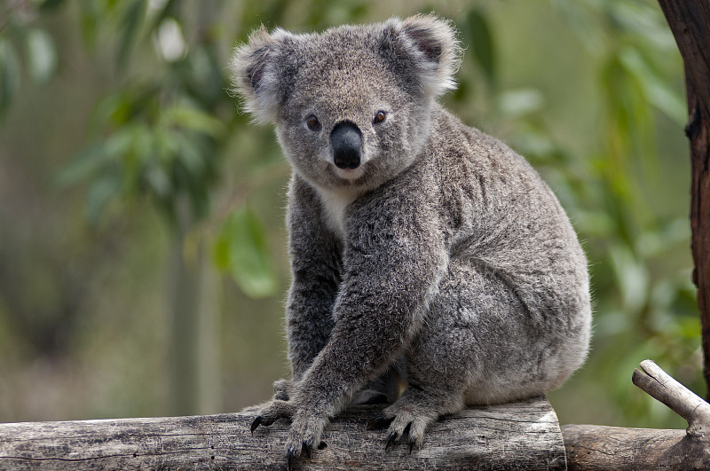 树袋熊,树干,澳大利亚,桉树,澳大利亚文明,有袋亚纲,选择对焦,机敏,留白,水平画幅