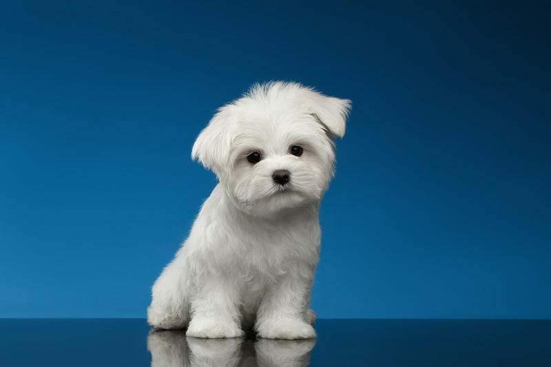 马耳他,小狗,白色,看,可爱的,好奇心,相机,毛绒绒,发夹,砰