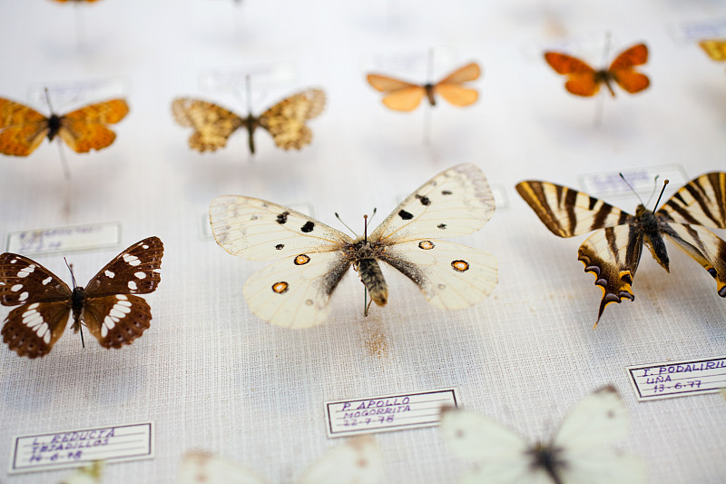 昆虫,阿波罗蝶,生态多样性,自然,水平画幅,蝴蝶,无人,科学,生物学,西班牙