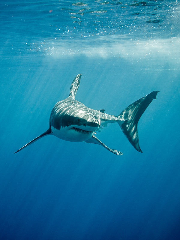 动物牙齿,大白鲨,垂直画幅,水,水肺潜水,水下,鲨鱼,拉丁美洲,动物鳍,白色