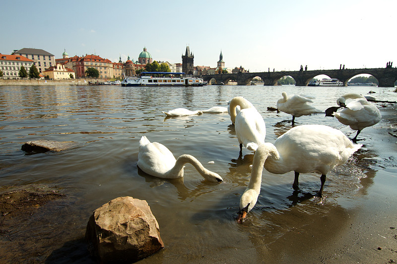 天鹅,布拉格,伏尔塔瓦河,水平画幅,无人,鸟类,户外,哥特式风格